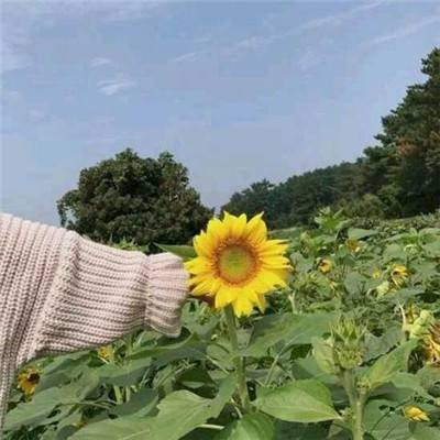 棒球高手