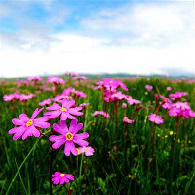苹果 范冰冰