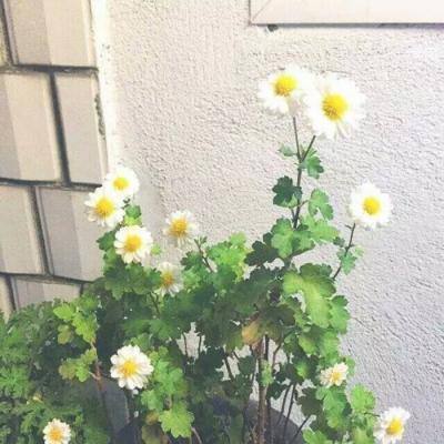 被南海沉船打捞出的文物惊艳了